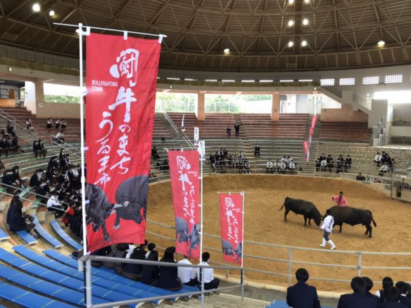 うるま市ガイドマップ「うるまいろ」 闘牛 (5) 観光闘牛の画像