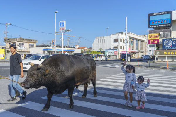 うるま市ガイドマップ「うるまいろ」 闘牛（44）闘牛の日常の画像