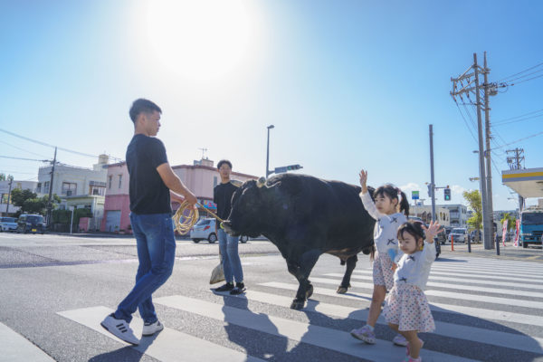 うるま市ガイドマップ「うるまいろ」 闘牛（46）闘牛の日常の画像