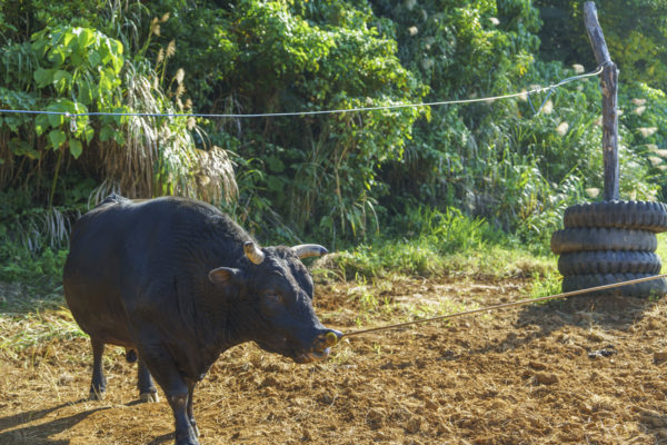 うるま市ガイドマップ「うるまいろ」 闘牛（47）闘牛の日常の画像