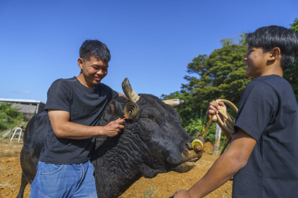 うるま市ガイドマップ「うるまいろ」 闘牛（48）闘牛の日常の画像