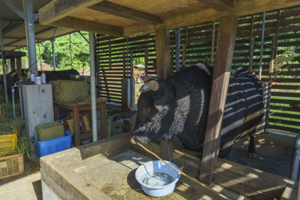 うるま市ガイドマップ「うるまいろ」 闘牛（51）闘牛の日常の画像