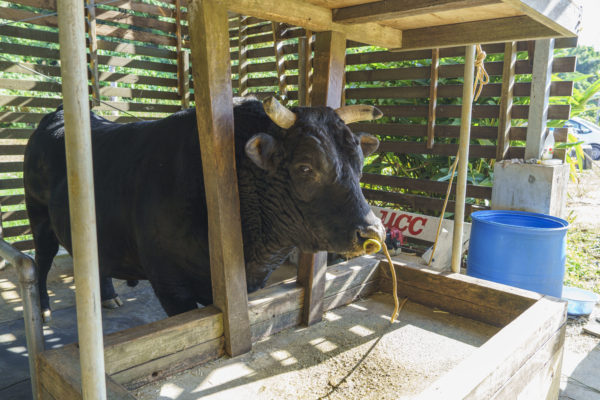 うるま市ガイドマップ「うるまいろ」 闘牛（52）闘牛の日常の画像