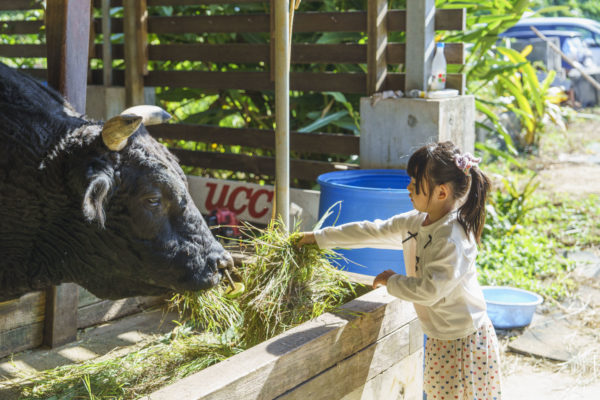 うるま市ガイドマップ「うるまいろ」 闘牛（54）闘牛の日常の画像