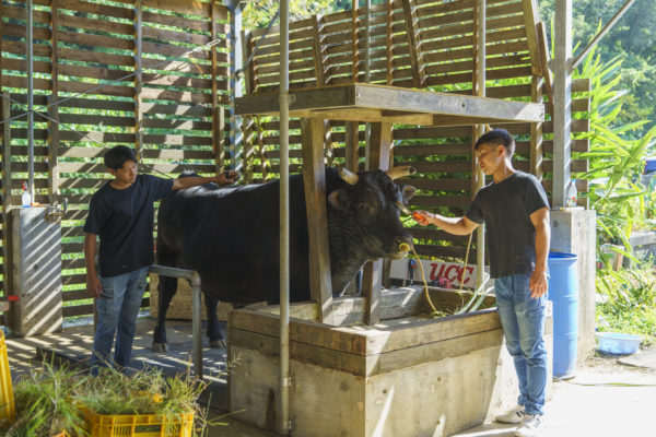 うるま市ガイドマップ「うるまいろ」 闘牛（55）闘牛の日常の画像