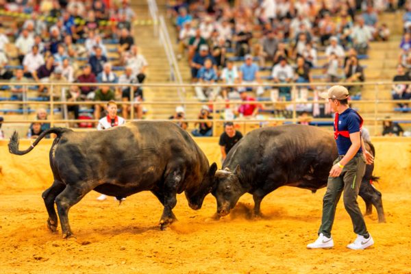 うるま市ガイドマップ「うるまいろ」 闘牛（23）闘牛大会の画像