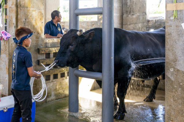 うるま市ガイドマップ「うるまいろ」 闘牛（35）闘牛大会の画像