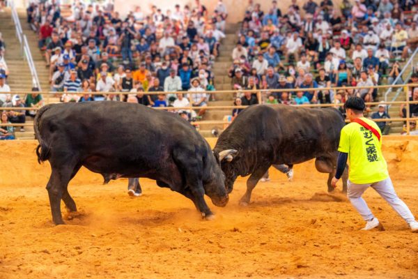 うるま市ガイドマップ「うるまいろ」 闘牛（27）闘牛大会の画像