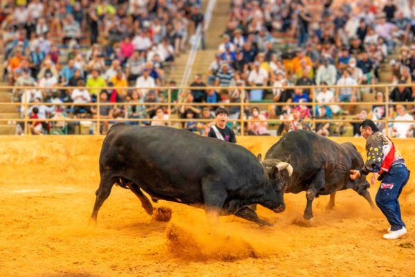 うるま市ガイドマップ「うるまいろ」 闘牛（29）闘牛大会の画像