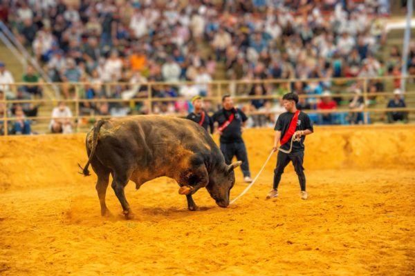 うるま市ガイドマップ「うるまいろ」 闘牛（34）闘牛大会の画像