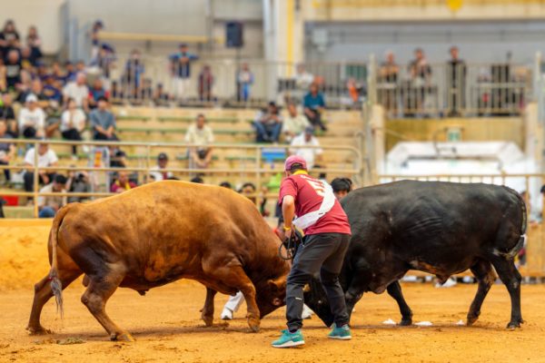 うるま市ガイドマップ「うるまいろ」 闘牛（18）闘牛大会の画像