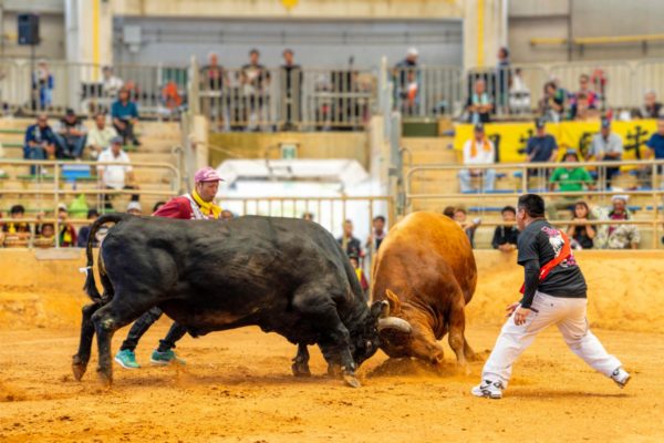 うるま市ガイドマップ「うるまいろ」 闘牛（19）闘牛大会の画像