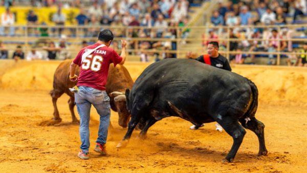 うるま市ガイドマップ「うるまいろ」 闘牛（20）闘牛大会の画像