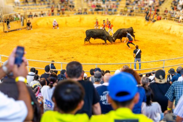 うるま市ガイドマップ「うるまいろ」 闘牛（38）闘牛大会の画像